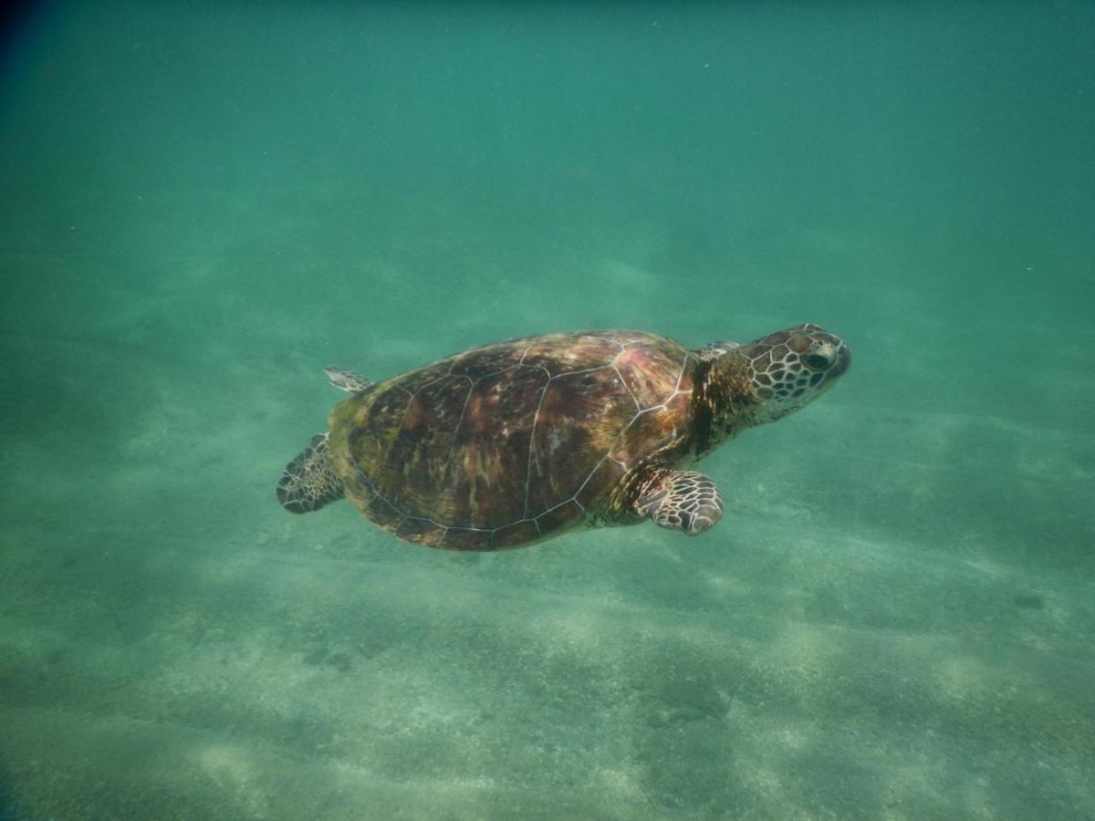 Turtle Bay Beach Resort ミリッサ エクステリア 写真