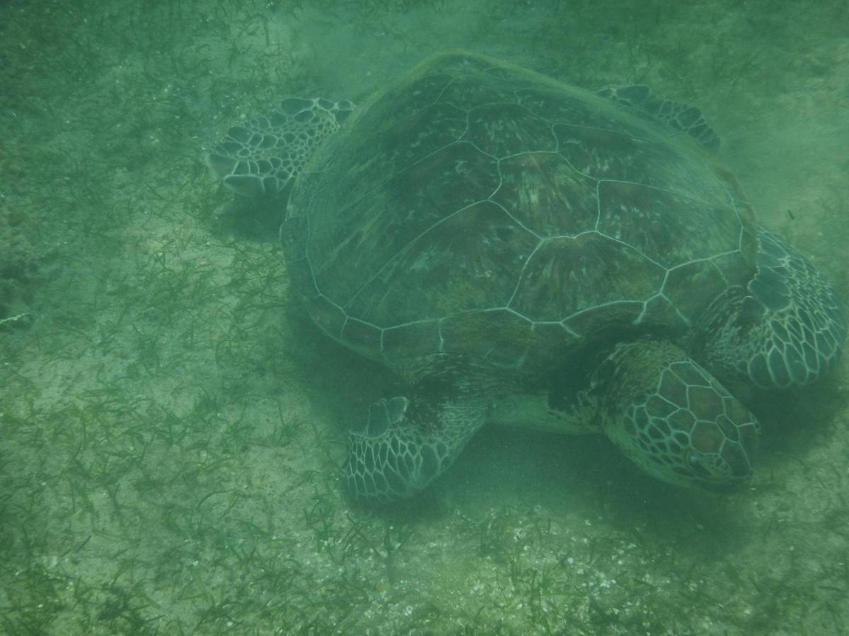 Turtle Bay Beach Resort ミリッサ エクステリア 写真
