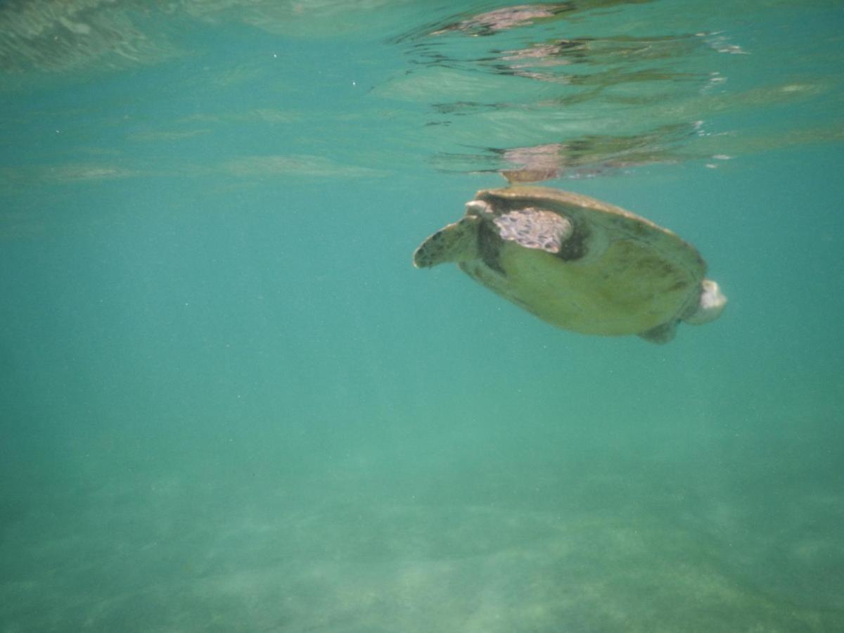 Turtle Bay Beach Resort ミリッサ エクステリア 写真